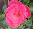 Les amoureux de Peynet ® rose photo