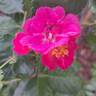 Ariel ® rose photo