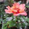 Baïa rose photo
