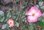 Dolomiti rose photo