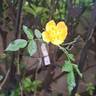 Golden Age rose photo