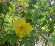 Lemon Fizz ® rose photo