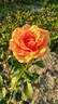 Ashram ® rose photo