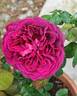 William Shakespeare 2000 ™ rose photo