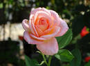 Elmhurst rose photo
