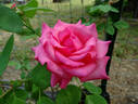 Enchanted rose photo