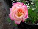 Enchanted Peace™ rose photo