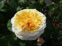 English Garden ® rose photo