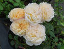 English Garden ® rose photo