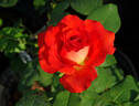 Estelle de Meilland ® rose photo