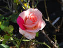 Esther Geldenhuys rose photo