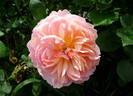 Evelyn ™ rose photo