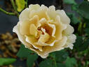 Eventail d'Or rose photo