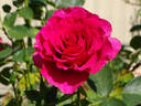 Fame! ™ rose photo