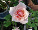 First Kiss rose photo