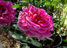 Flaming Peace rose photo