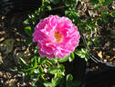 Fluffy Ruffles rose photo