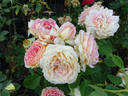 Fun in the Sun™ rose photo