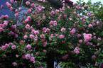 Irène Bonnet rose photo