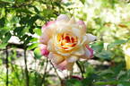 La Jolla rose photo