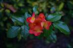 Playboy rose photo