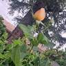Wollerton Old Hall rose photo