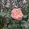 Guillot no. 1 rose photo