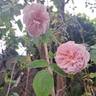 Barbara Austin rose photo