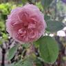Barbara Austin rose photo