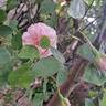 Barbara Austin rose photo