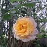 Pierre Hermé ® rose photo