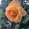 Eureka ® rose photo