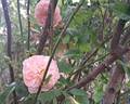 Colette rose photo
