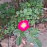 Lupo ® rose photo