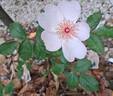 Astronomia rose photo