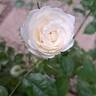 Baby Iceberg rose photo