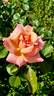 Compassion rose photo