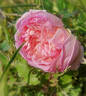 Madame Camille rose photo