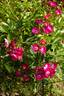 Marjorie Fair ® rose photo