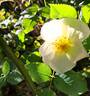 Kew Gardens rose photo