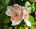 Astronomia rose photo
