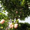 Barbara Austin rose photo