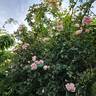 Albertine rose photo