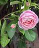 Billet Doux rose photo