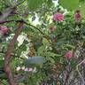Invictus rose photo
