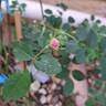Rosa Pendulina Bourgogne rose photo