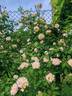 Jaune Desprez rose photo