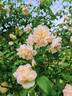 Jaune Desprez rose photo
