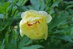 High Noon peony photo