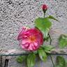 Louis Blériot ® rose photo